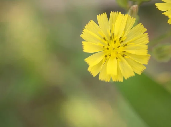 Pétalos Amarillos Cerca Falsa Barba Halcón Oriental Plantas Flores Youngia — Foto de Stock