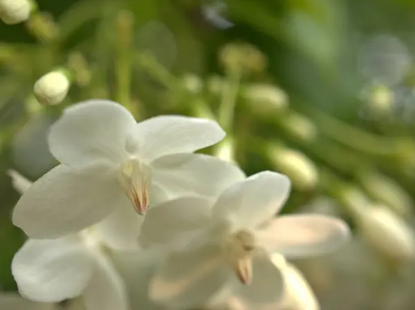 Closeup Pétalas Brancas Plantas Flores Jasmim Água Jardim Com Fundo — Fotografia de Stock