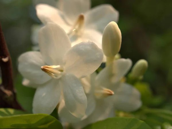Detailní Bílé Okvětní Lístky Vody Jasmín Květiny Rostliny Zahradě Jasně — Stock fotografie