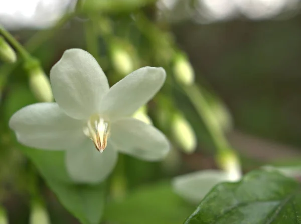 Zbliżenie Białe Płatki Wody Jaśminu Kwiaty Roślin Ogrodzie Jasnym Rozmytym — Zdjęcie stockowe