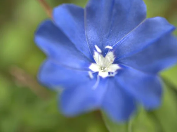 Nahaufnahme Blaue Blütenblätter Von Convolvulus Sabatius Morgenruhm Evolvulus Glomeratus Blütenpflanzen — Stockfoto