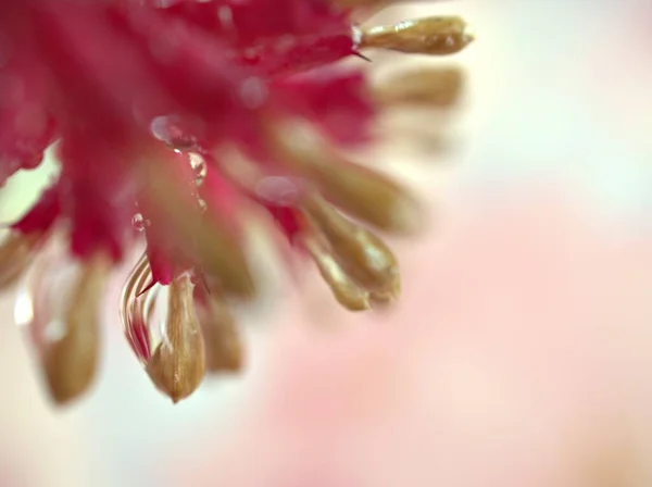 Kapalı Pembe Çiçek Bitkileri Yapraklarında Damlacıklar Parlak Damlaları Parlak Bulanık — Stok fotoğraf
