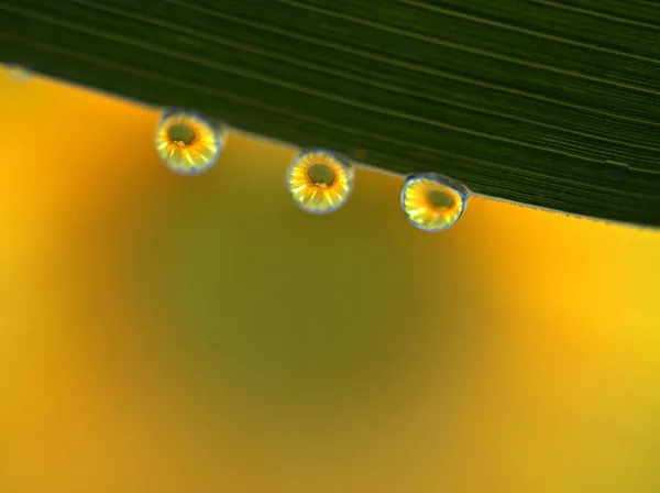 Nahaufnahme Wassertropfen Auf Grünem Blatt Von Farnpflanzen Mit Gelber Blume — Stockfoto