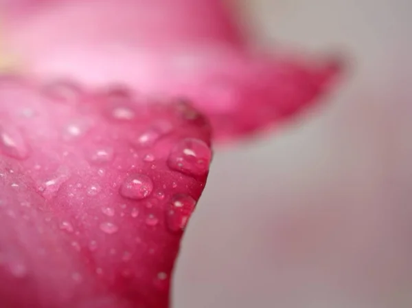 Szekrény Rózsaszín Szirmok Sivatagi Rózsa Virág Cseppek Növények Vízcseppek Homályos — Stock Fotó