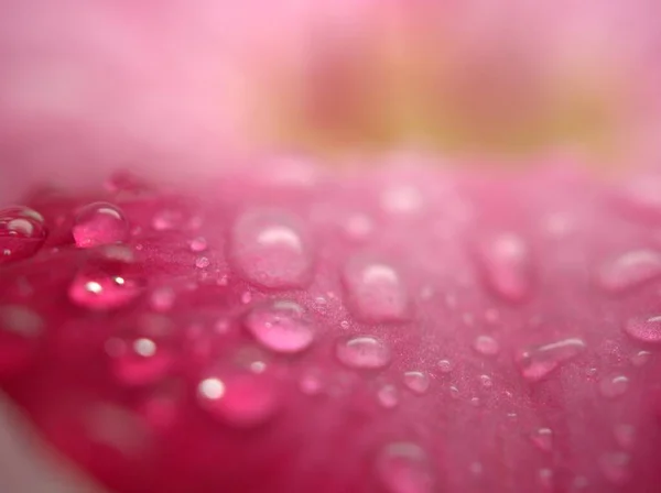 Closeup Pink Petals Desert Rose Flower Droplets Plants Water Drops — Stock Photo, Image