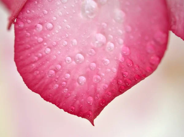 Closeup pink petals of desert rose flower ,droplets on plants with water drops and blurred background , macro image ,sweet color for card design