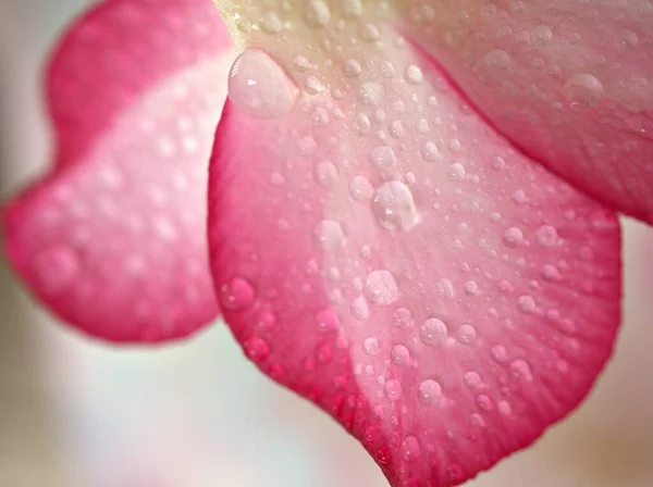 Closeup pink petals of desert rose flower ,droplets on plants with water drops and blurred background , macro image ,sweet color for card design