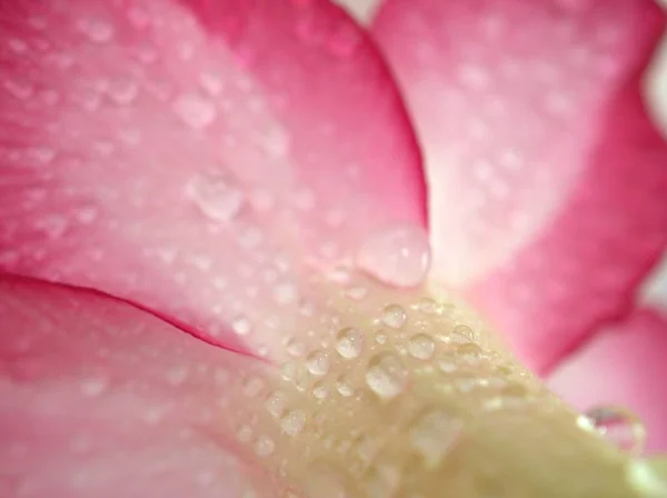 Fechar Pétalas Rosa Deserto Rosa Flor Gotículas Plantas Com Gotas — Fotografia de Stock