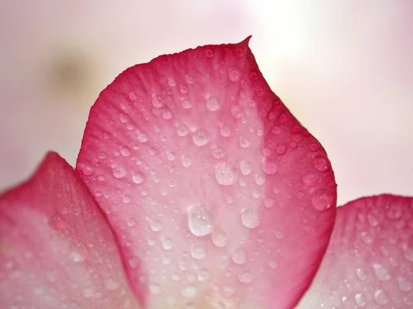 Closeup Pink Petals Desert Rose Flower Droplets Plants Water Drops — Stock Photo, Image