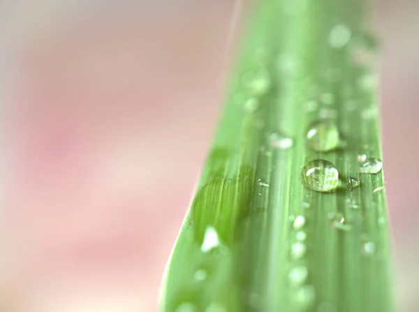 Gotas Agua Primer Plano Hoja Limoncillo Verde Con Fondo Borroso —  Fotos de Stock