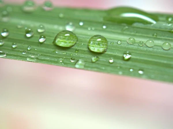 Nahaufnahme Wassertropfen Auf Grünem Zitronengrasblatt Mit Rosa Licht Verschwommenem Hintergrund — Stockfoto