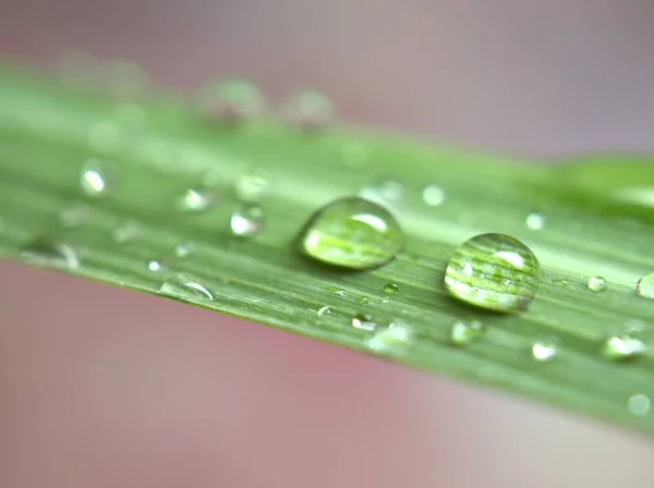 Gotas Agua Primer Plano Hoja Limoncillo Verde Con Fondo Borroso —  Fotos de Stock