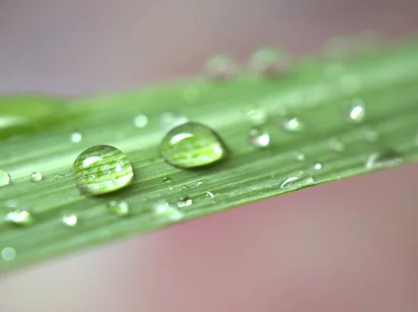 Nahaufnahme Wassertropfen Auf Grünem Zitronengrasblatt Mit Rosa Licht Verschwommenem Hintergrund — Stockfoto