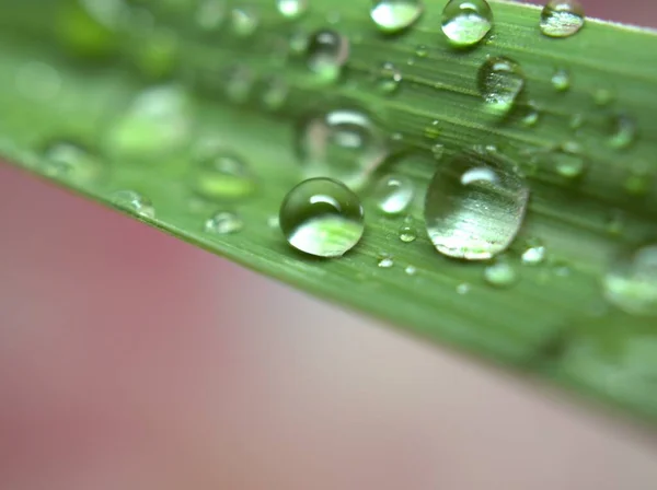 Nahaufnahme Wassertropfen Auf Grünem Zitronengrasblatt Mit Rosa Licht Verschwommenem Hintergrund — Stockfoto
