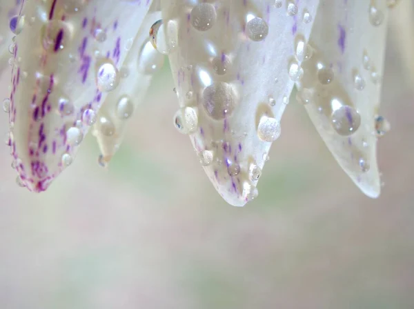Kapalı beyaz. Nilüfer çiçeğinin mor yaprakları. Su damlaları, bulanık arka plan, makro görüntü, kart tasarımı için tatlı renk, yumuşak odaklanma. 
