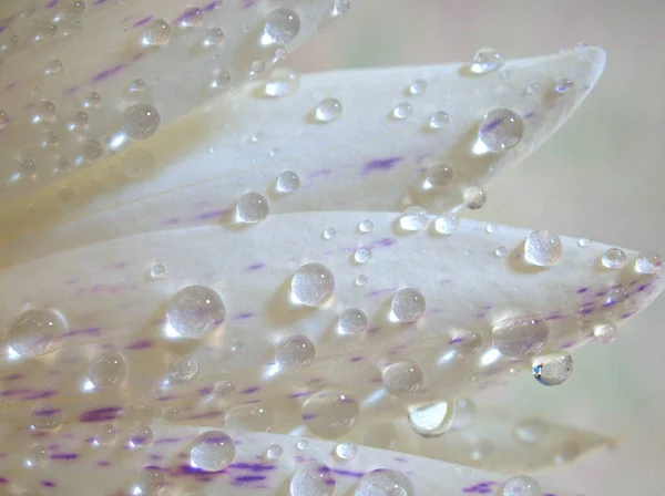 Primer Plano Blanco Púrpura Pétalos Plantas Flores Lirio Agua Con — Foto de Stock