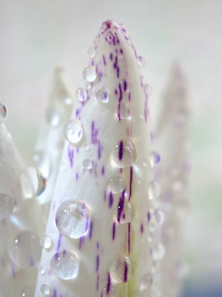 水ユリの花の植物の紫色の花びらを閉じると 水滴や背景がぼやけて マクロ画像 カードのデザインのための甘い色 ソフトフォーカス — ストック写真