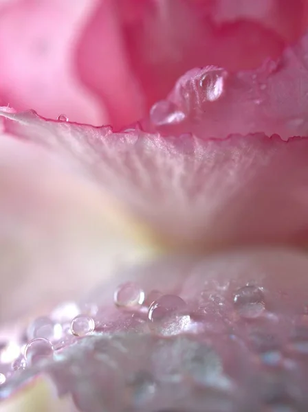 Närbild Rosa Kronblad Öken Ros Blomma Droppar Växter Med Vattendroppar — Stockfoto