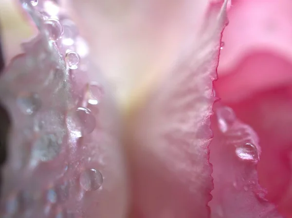 Closeup Pink Petals Desert Rose Flower Droplets Plants Water Drops — Stock Photo, Image