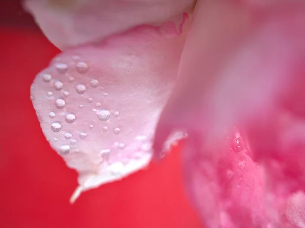 Closeup pink petals of desert rose flower ,droplets on plants with water drops and blurred background , macro image ,sweet color for card design
