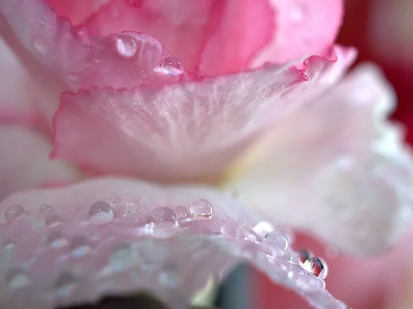 Closeup Ροζ Πέταλα Της Ερήμου Τριαντάφυλλο Λουλούδι Σταγονίδια Φυτά Σταγόνες — Φωτογραφία Αρχείου