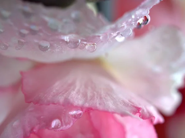 Крупный План Розовые Лепестки Пустыни Розовый Цветок Капли Растениях Капли — стоковое фото