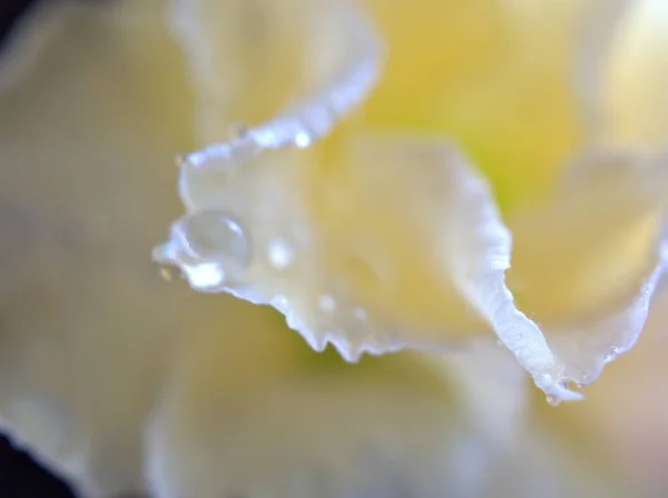 Closeup White Pink Petals Desert Rose Flower Droplets Plants Water — Stock Photo, Image