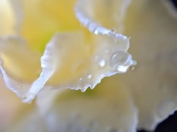 Primer Plano Pétalos Rosados Blancos Flor Rosa Del Desierto Gotas — Foto de Stock