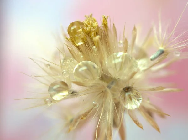 Primeros Planos Macro Semillas Flores Secas Blancas Con Gotitas Agua — Foto de Stock