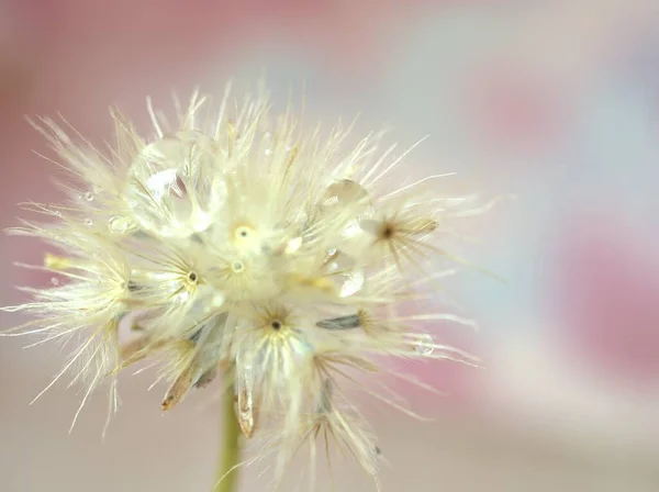 Closeup Macro White Dry Flower Seeds Water Droplets Light Yellow — Stock Photo, Image