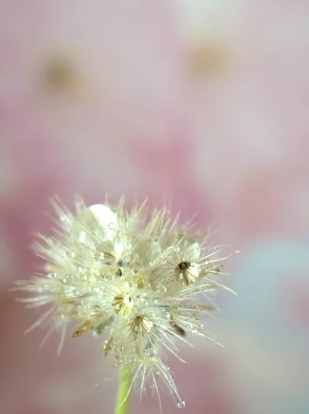 Szekrény Makró Fehér Száraz Virág Magok Vízcseppek Világossárga Háttér Világos — Stock Fotó