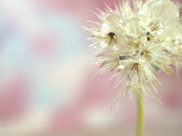 Gros Plan Macro Graines Fleurs Sèches Blanches Avec Des Gouttelettes — Photo