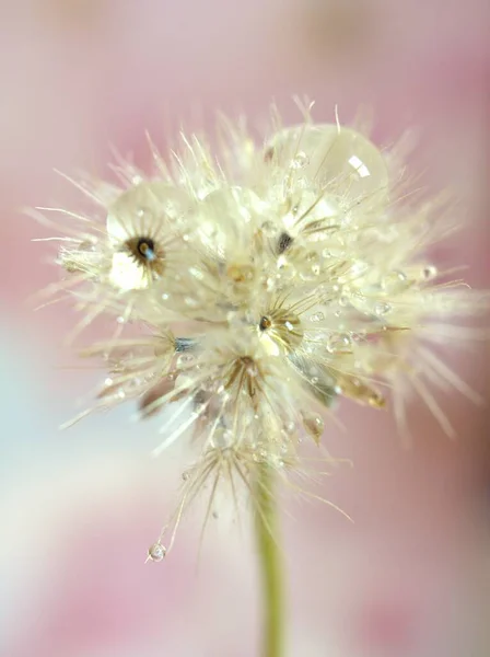 Крупним Планом Макро Біле Сухе Насіння Квітів Краплями Води Світло — стокове фото