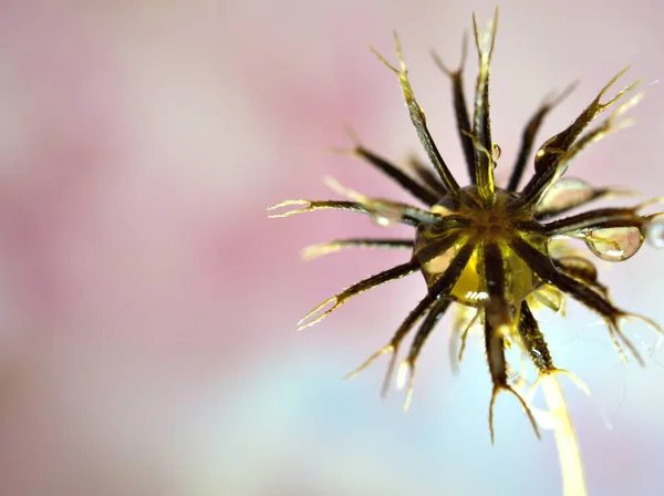 Gros Plan Blanc Fleurs Sèches Plantes Avec Des Gouttes Eau — Photo