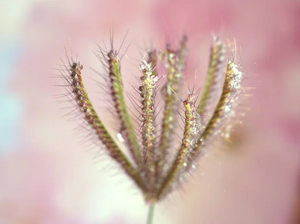 Closeup Grass Chloris Virgata Eustachys Plants Bright Pink Blurred Background — Stock Photo, Image