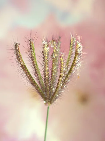 Closeup Grama Chloris Virgata Eustachys Plantas Com Fundo Embaçado Rosa — Fotografia de Stock