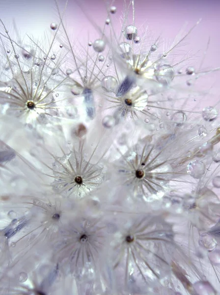Κοντινό Πλάνο Μακρο Λευκοί Ξηροί Σπόροι Λουλουδιών Σταγονίδια Νερού Ανοιχτό — Φωτογραφία Αρχείου