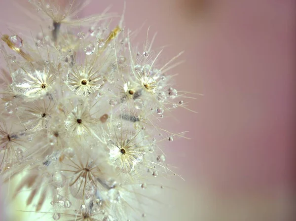 Крупним Планом Білі Сухі Квіткові Рослини Блискучими Краплями Води Яскраво — стокове фото
