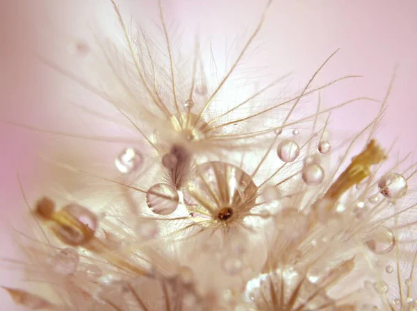 Kapalı beyaz çiçek bitkileri parlak su damlaları ile parlak sarı altın arka plan bulanık, makro görüntü, kart tasarımı için parlak