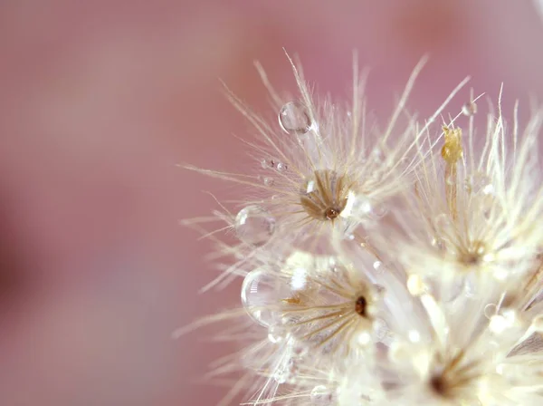 Κοντινό Πλάνο Λευκά Ξηρά Λουλούδια Φυτά Γυαλιστερές Σταγόνες Νερού Λαμπερό — Φωτογραφία Αρχείου