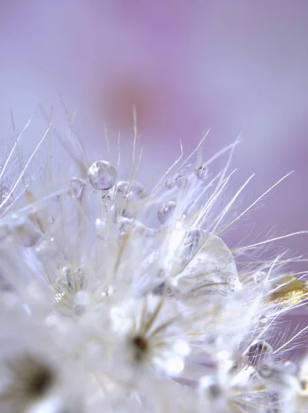 Closeup Macro Biji Bunga Kering Putih Dengan Tetesan Air Pada — Stok Foto