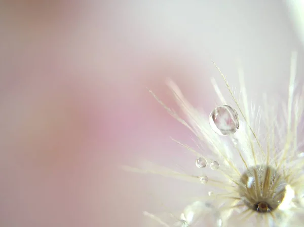 Närbild Vit Torr Blomma Växter Med Blanka Droppar Vatten Ljust — Stockfoto