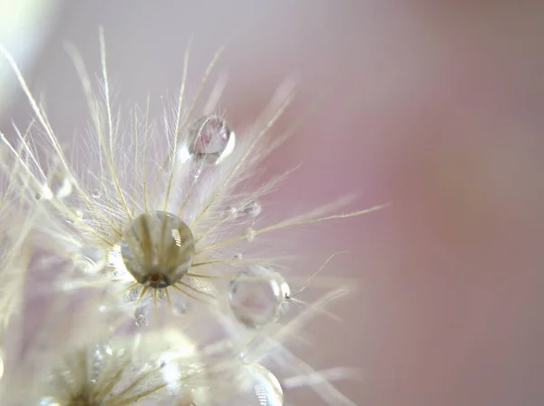 Närbild Vit Torr Blomma Växter Med Blanka Droppar Vatten Ljust — Stockfoto