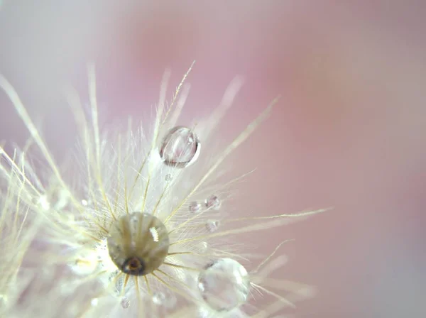 Κοντινό Πλάνο Λευκά Ξηρά Λουλούδια Φυτά Γυαλιστερές Σταγόνες Νερού Λαμπερό — Φωτογραφία Αρχείου