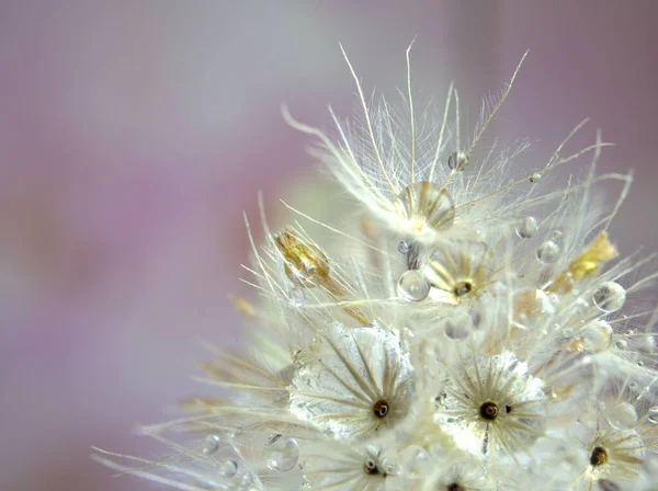 Kapalı makro beyaz çiçek tohumları açık mor arkaplan üzerinde su damlacıkları ve parlak bulanık kart tasarımı, bitkiler üzerine damlalar