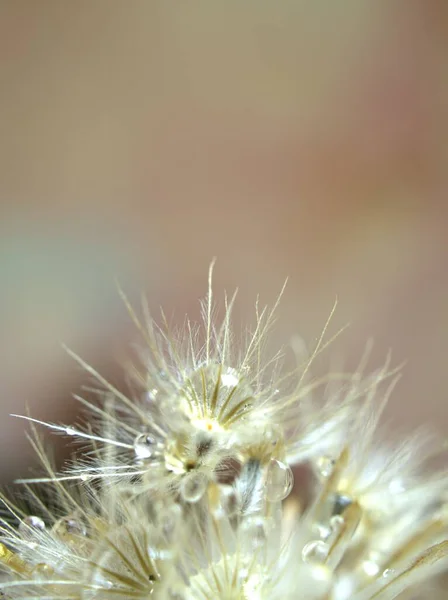 Closeup White Dry Flower Plants Shiny Drops Water Bright Yellow — Stock Photo, Image