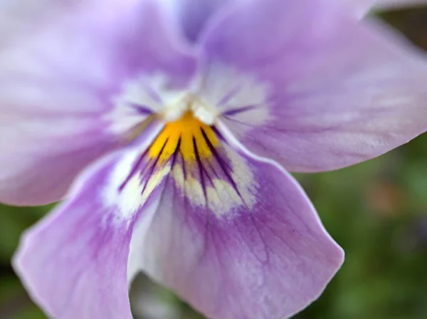 Nahaufnahme Lila Violett Von Stiefmütterchen Blume Garten Mit Verschwommenem Hintergrund — Stockfoto