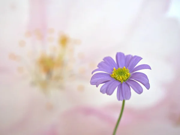 Primer Plano Hermosa Flor Margarita Púrpura Con Fondo Borroso Color — Foto de Stock