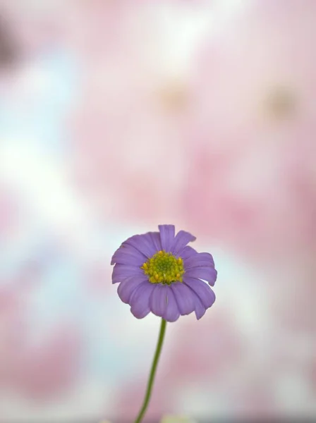 Feche Bela Flor Margarida Roxa Com Fundo Embaçado Rosa Brilhante — Fotografia de Stock