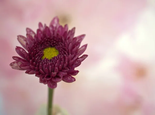 Närbild Lila Rosa Aster Krysantemum Blomma Med Ljusa Rosa Suddig — Stockfoto